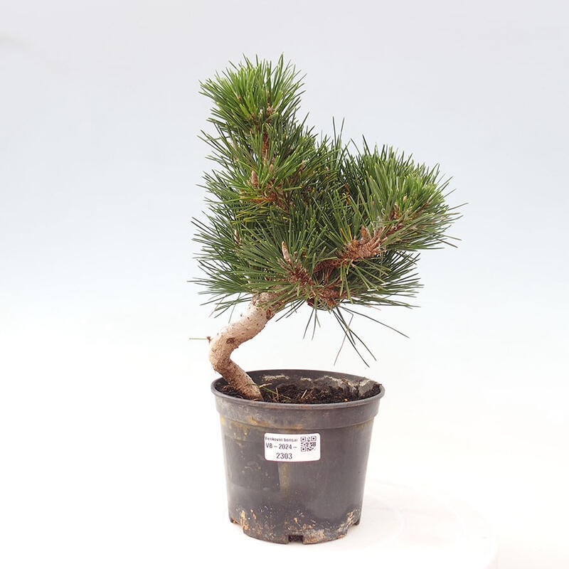 Outdoor bonsai - Pinus thunbergii senjyumaru - Thunbergia pine