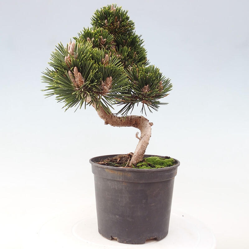 Outdoor bonsai - Pinus thunbergii senjyumaru - Thunbergia pine