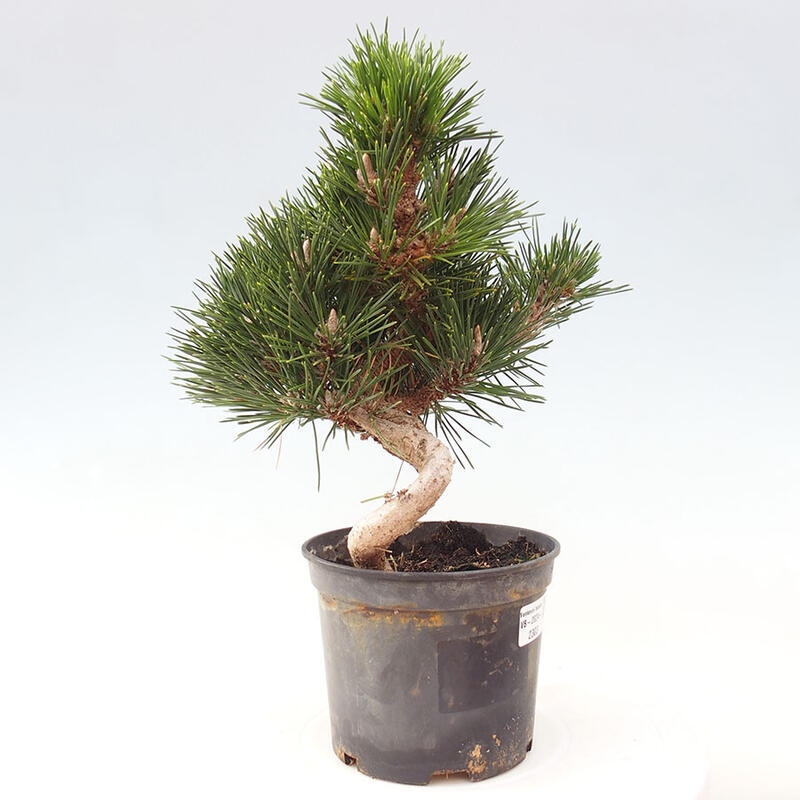 Outdoor bonsai - Pinus thunbergii senjyumaru - Thunbergia pine