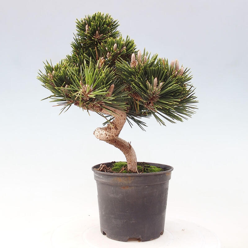 Outdoor bonsai - Pinus thunbergii senjyumaru - Thunbergia pine