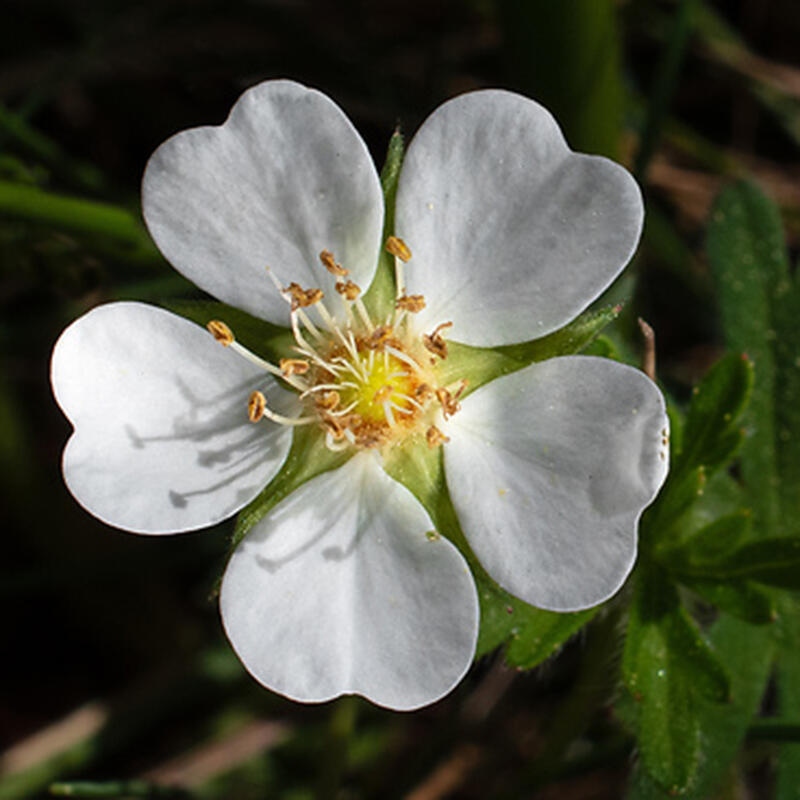 Outdoor bonsai - Potentilla Alba - Mochna white