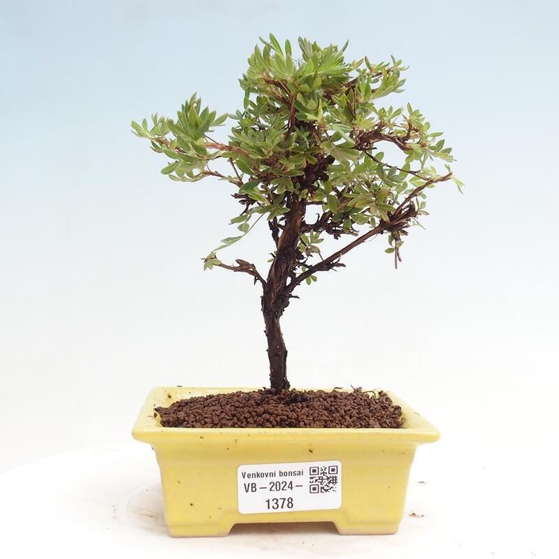 Outdoor bonsai - Potentilla Alba - Mochna white