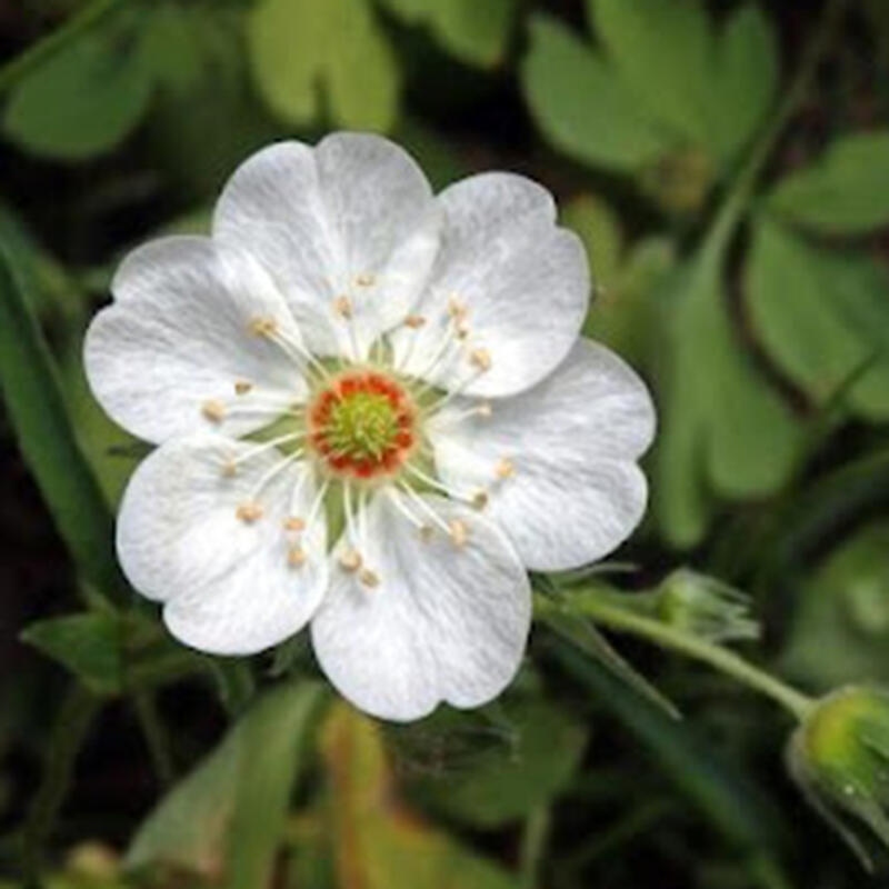 Outdoor bonsai - Potentilla Alba - Mochna white