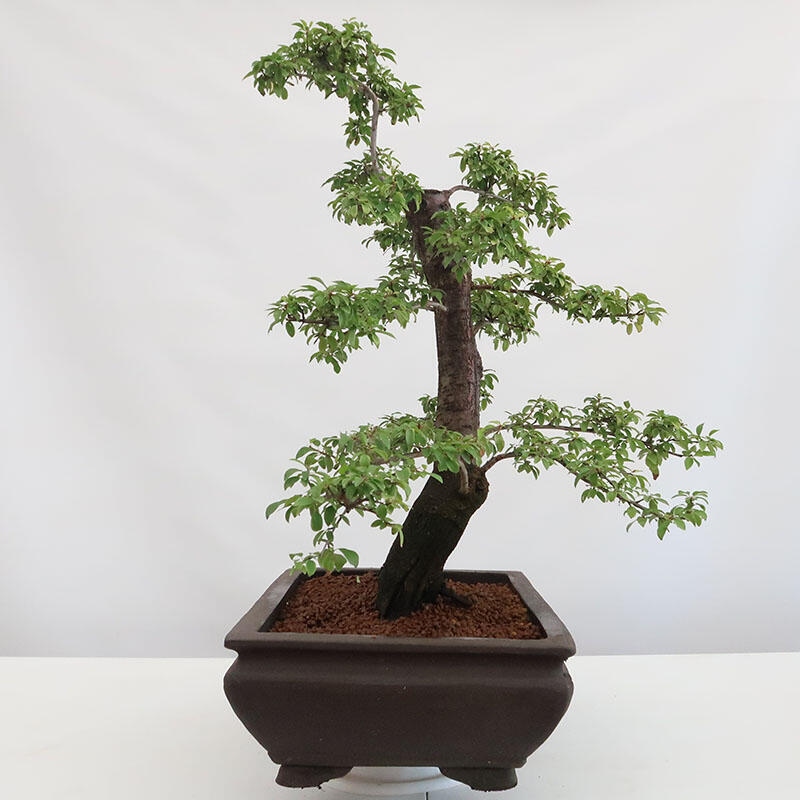 Outdoor bonsai - Prunus spinosa - blackthorn