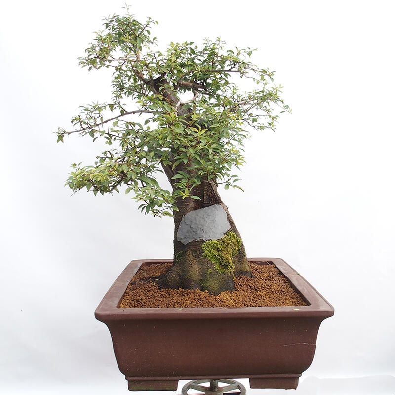 Outdoor bonsai - Prunus spinosa - blackthorn