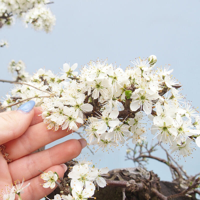 Outdoor bonsai - Prunus spinosa - blackthorn