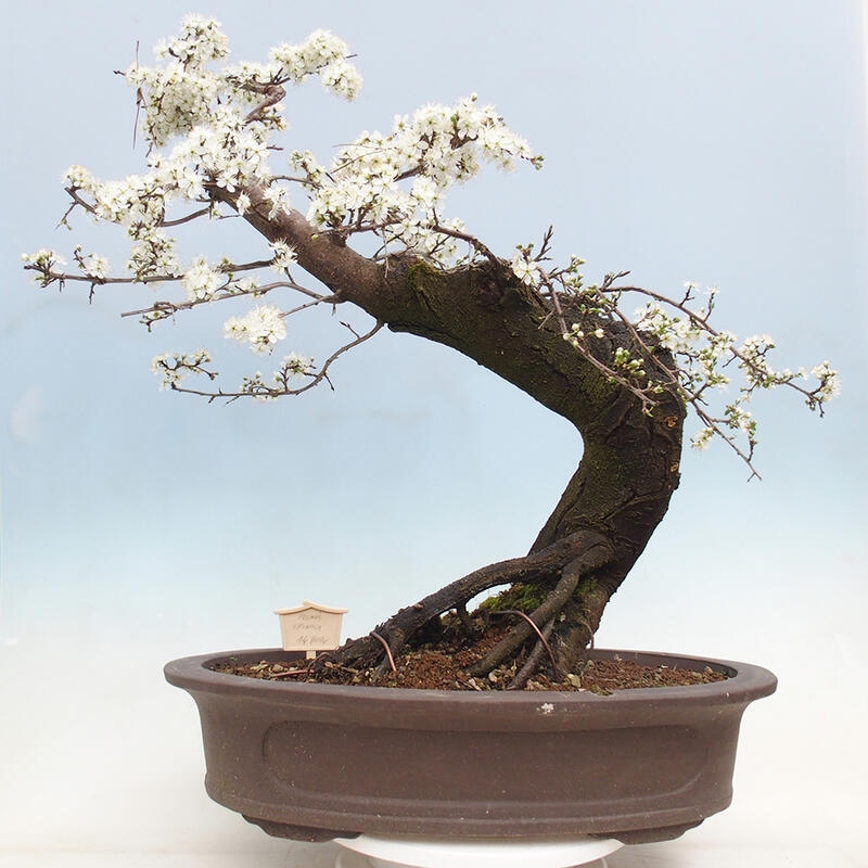 Outdoor bonsai - Prunus spinosa - blackthorn