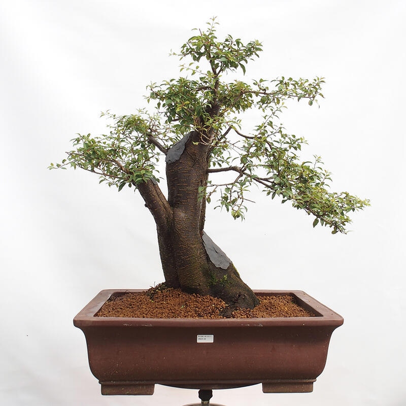 Outdoor bonsai - Prunus spinosa - blackthorn