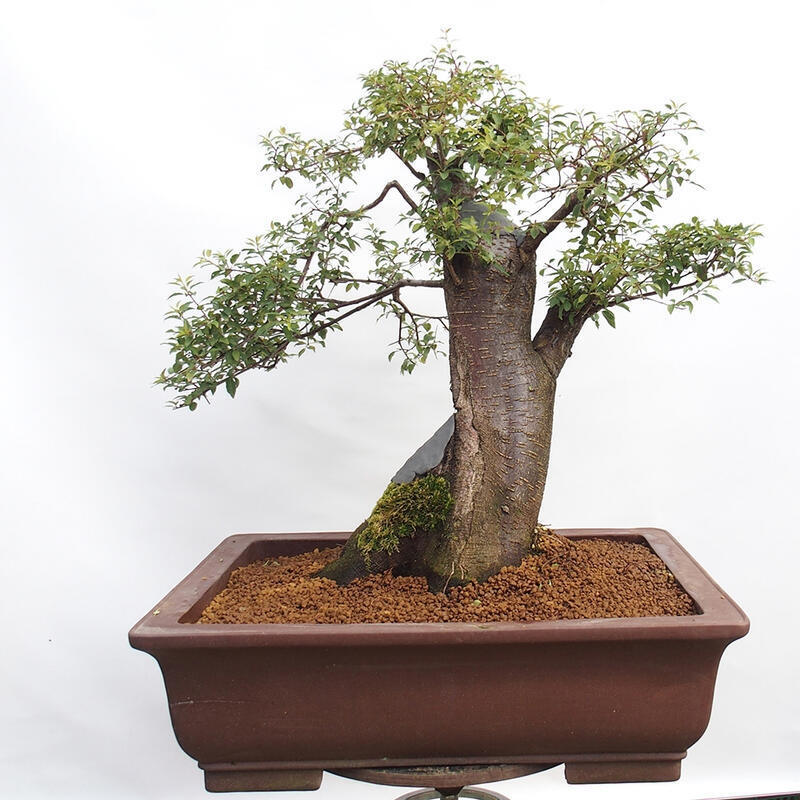 Outdoor bonsai - Prunus spinosa - blackthorn