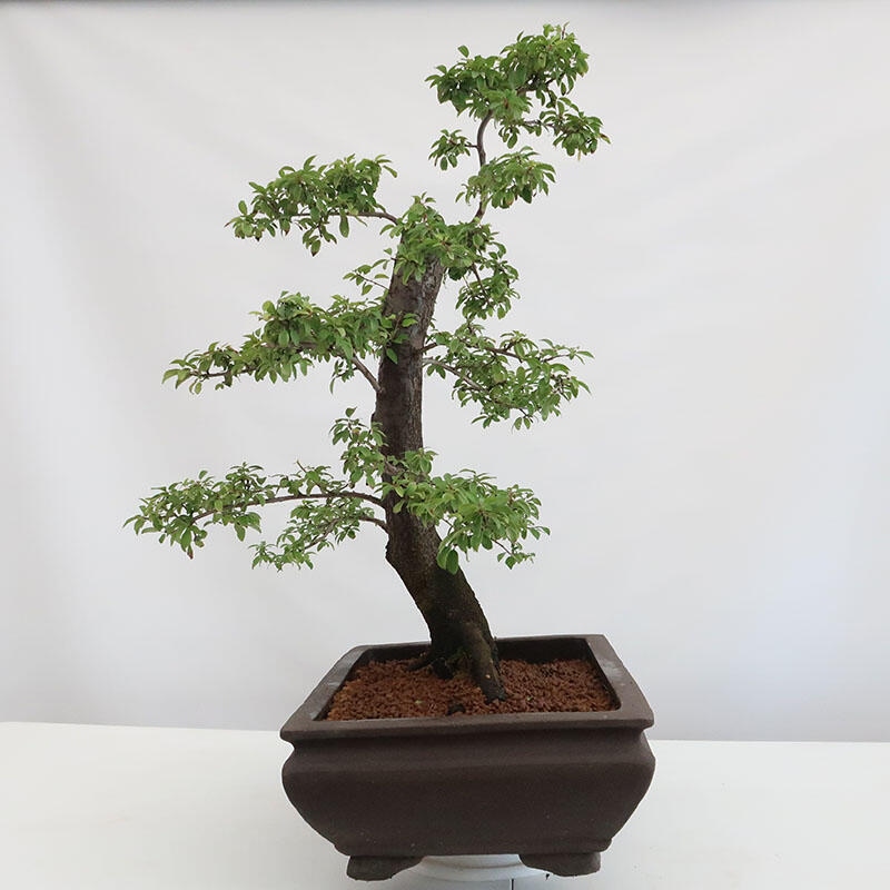 Outdoor bonsai - Prunus spinosa - blackthorn