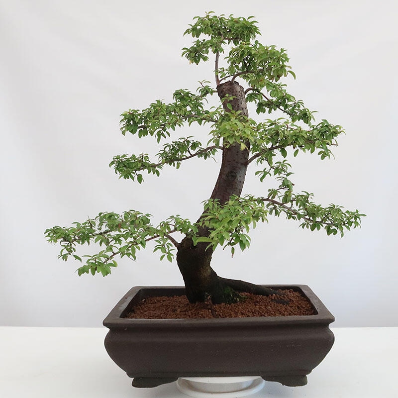 Outdoor bonsai - Prunus spinosa - blackthorn