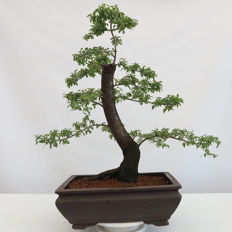 Outdoor bonsai - Prunus spinosa - blackthorn