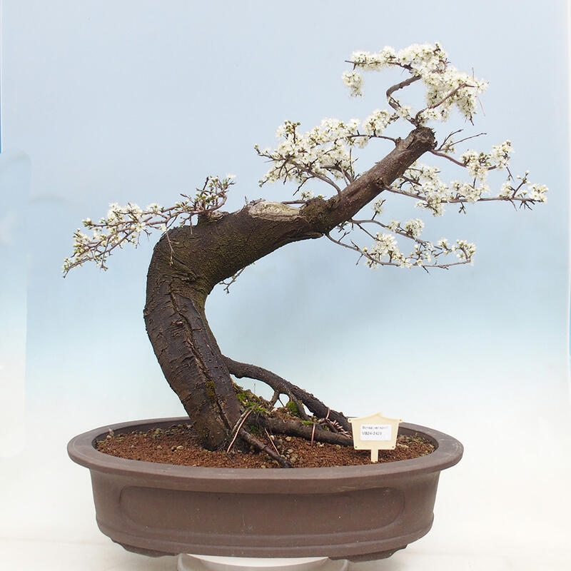 Outdoor bonsai - Prunus spinosa - blackthorn