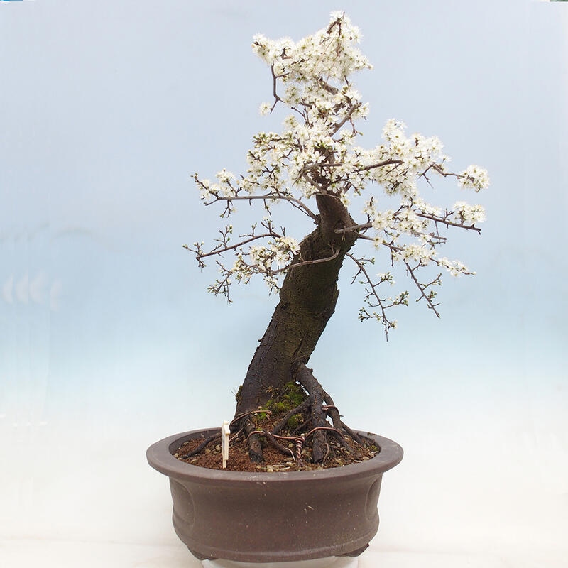 Outdoor bonsai - Prunus spinosa - blackthorn