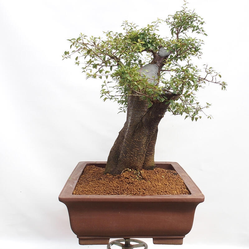 Outdoor bonsai - Prunus spinosa - blackthorn