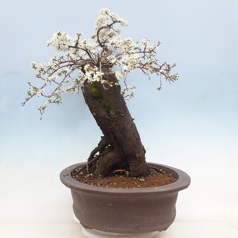 Outdoor bonsai - Prunus spinosa - blackthorn