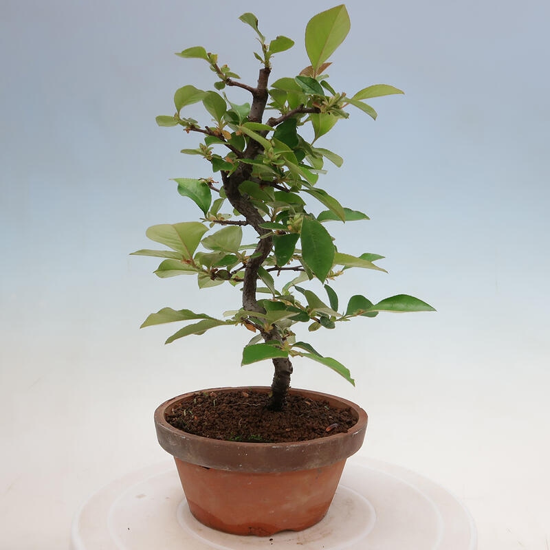 Outdoor bonsai - Pseudocydonia sinensis - Chinese quince