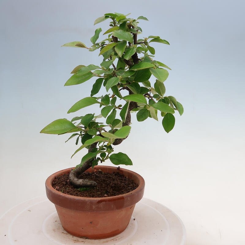 Outdoor bonsai - Pseudocydonia sinensis - Chinese quince