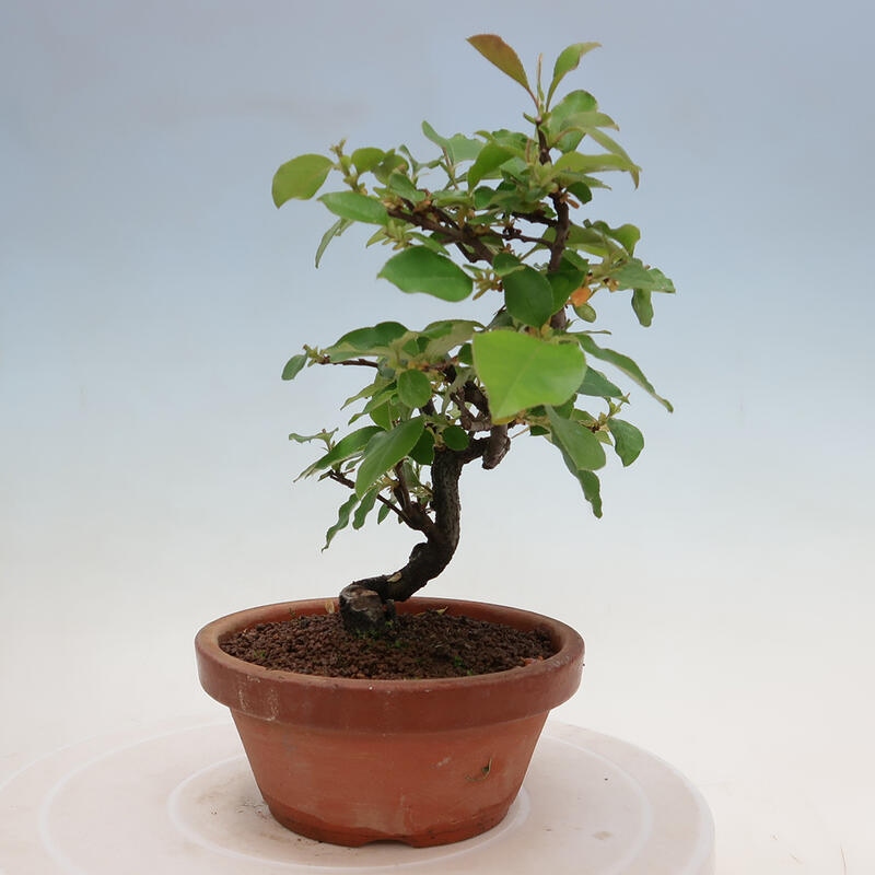 Outdoor bonsai - Pseudocydonia sinensis - Chinese quince