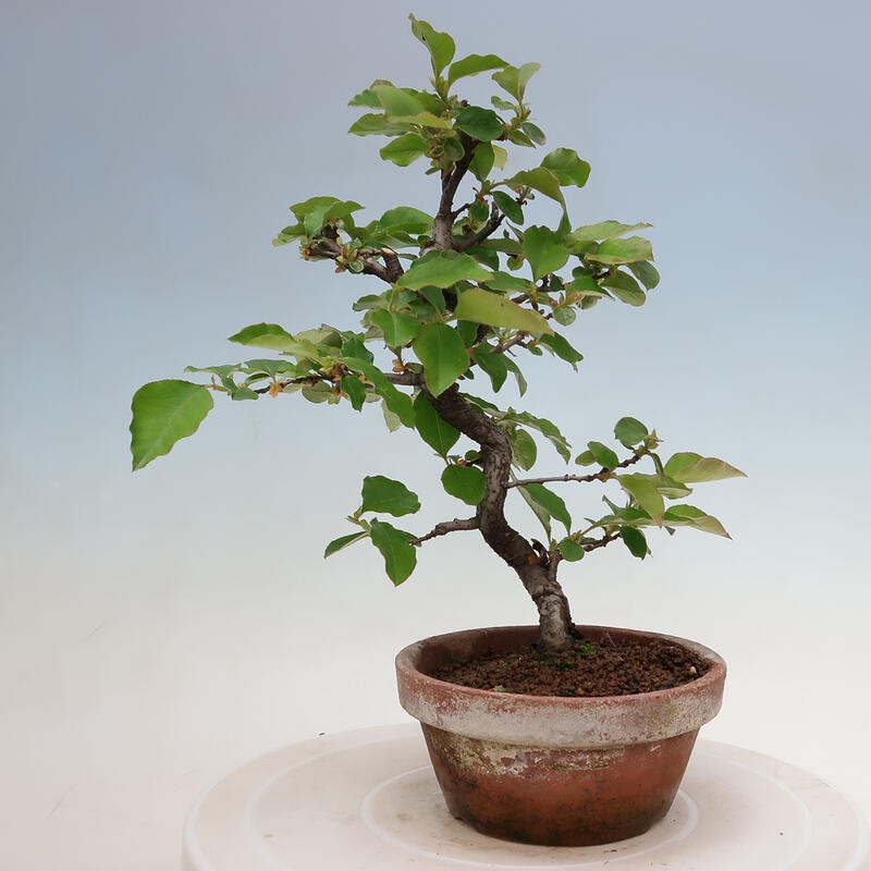 Outdoor bonsai - Pseudocydonia sinensis - Chinese quince