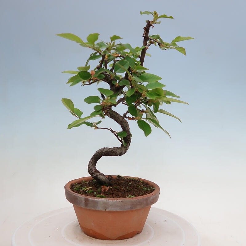 Outdoor bonsai - Pseudocydonia sinensis - Chinese quince