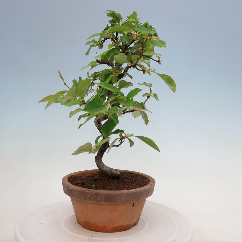 Outdoor bonsai - Pseudocydonia sinensis - Chinese quince