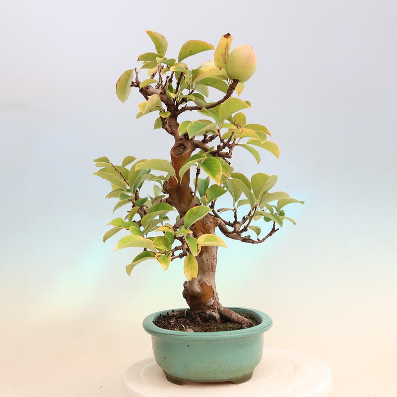 Outdoor bonsai - Pseudocydonia sinensis - Chinese quince