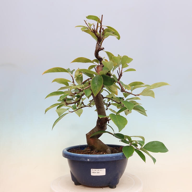 Outdoor bonsai - Pseudocydonia sinensis - Chinese quince