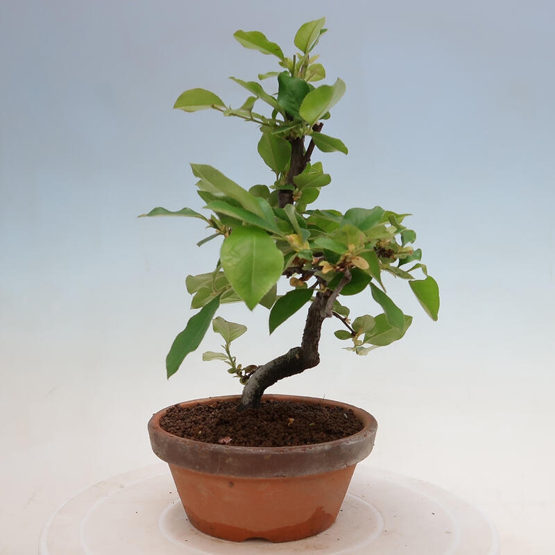 Outdoor bonsai - Pseudocydonia sinensis - Chinese quince