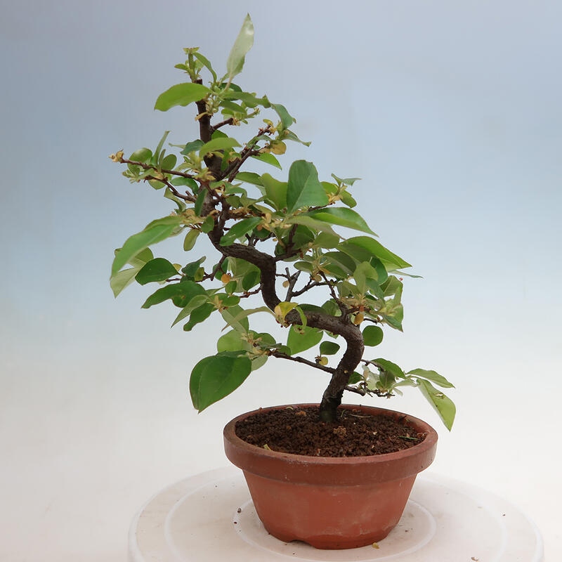 Outdoor bonsai - Pseudocydonia sinensis - Chinese quince