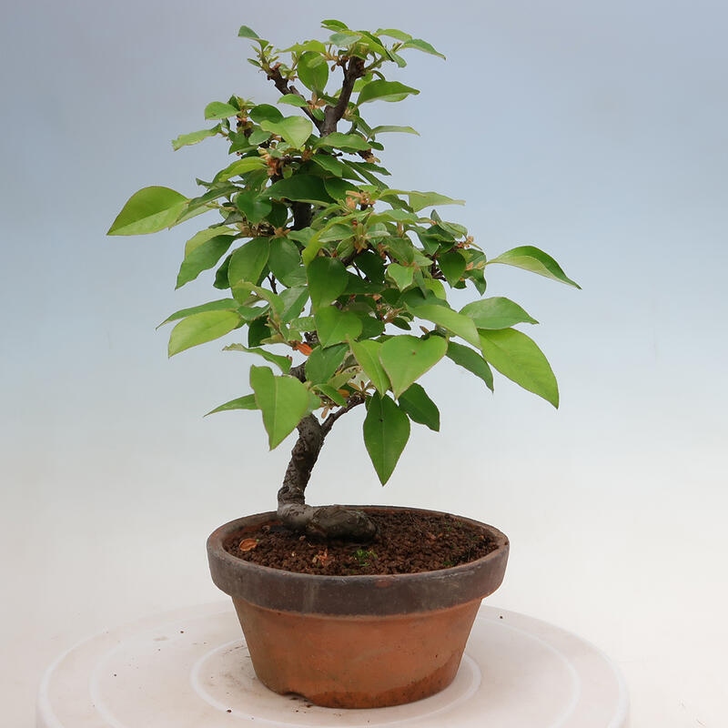 Outdoor bonsai - Pseudocydonia sinensis - Chinese quince