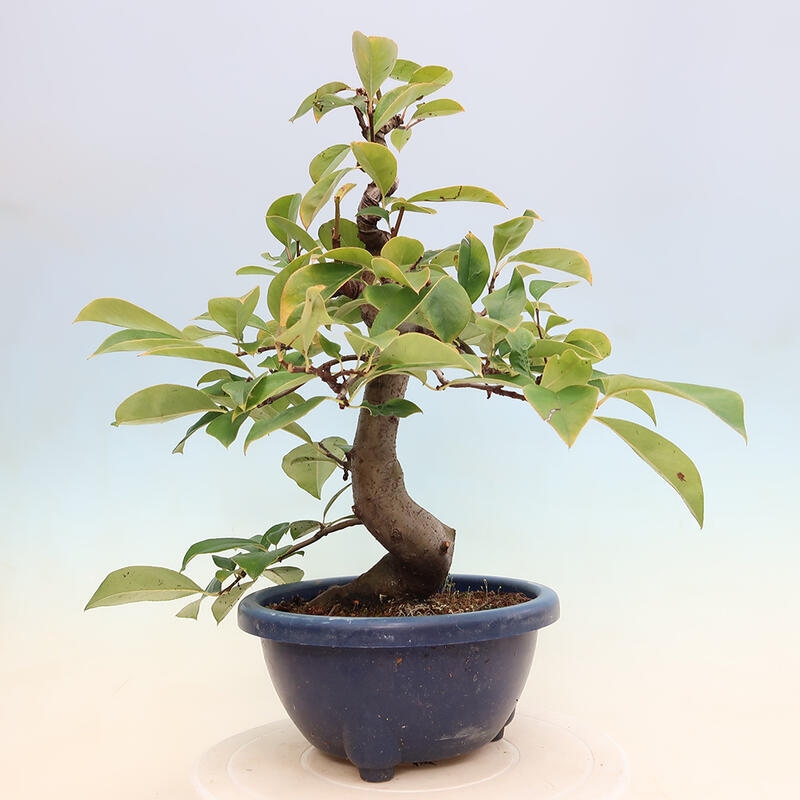 Outdoor bonsai - Pseudocydonia sinensis - Chinese quince