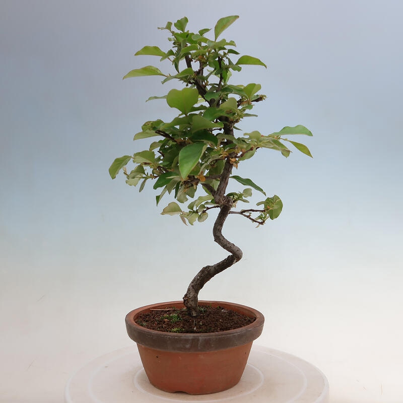 Outdoor bonsai - Pseudocydonia sinensis - Chinese quince