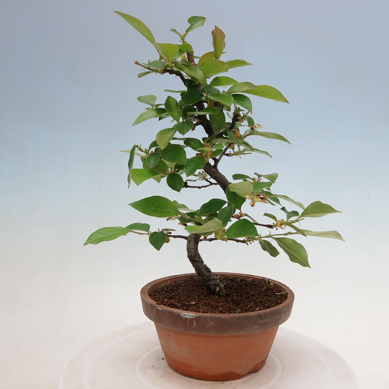 Outdoor bonsai - Pseudocydonia sinensis - Chinese quince