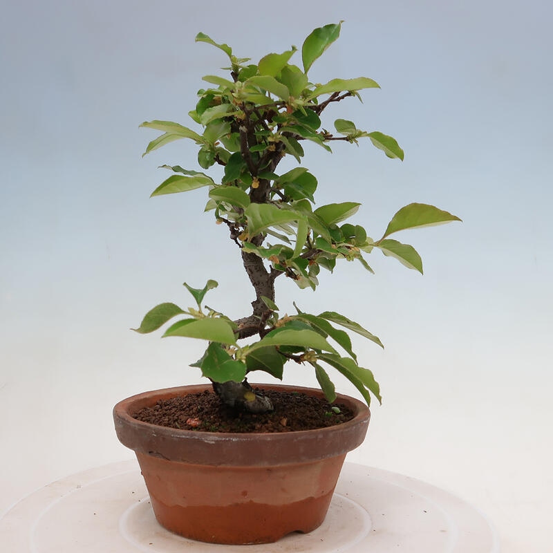 Outdoor bonsai - Pseudocydonia sinensis - Chinese quince