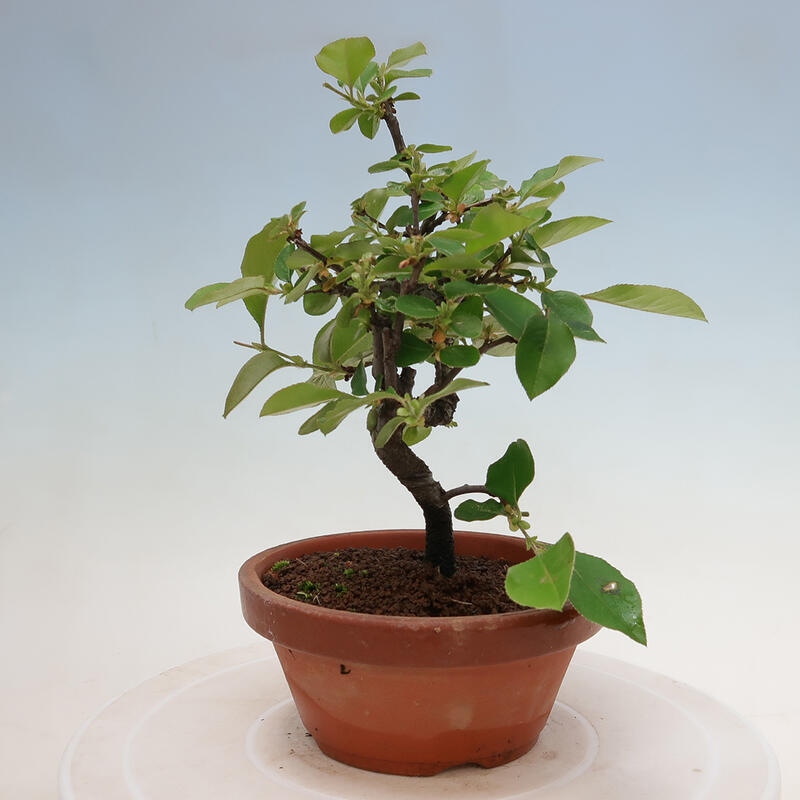 Outdoor bonsai - Pseudocydonia sinensis - Chinese quince