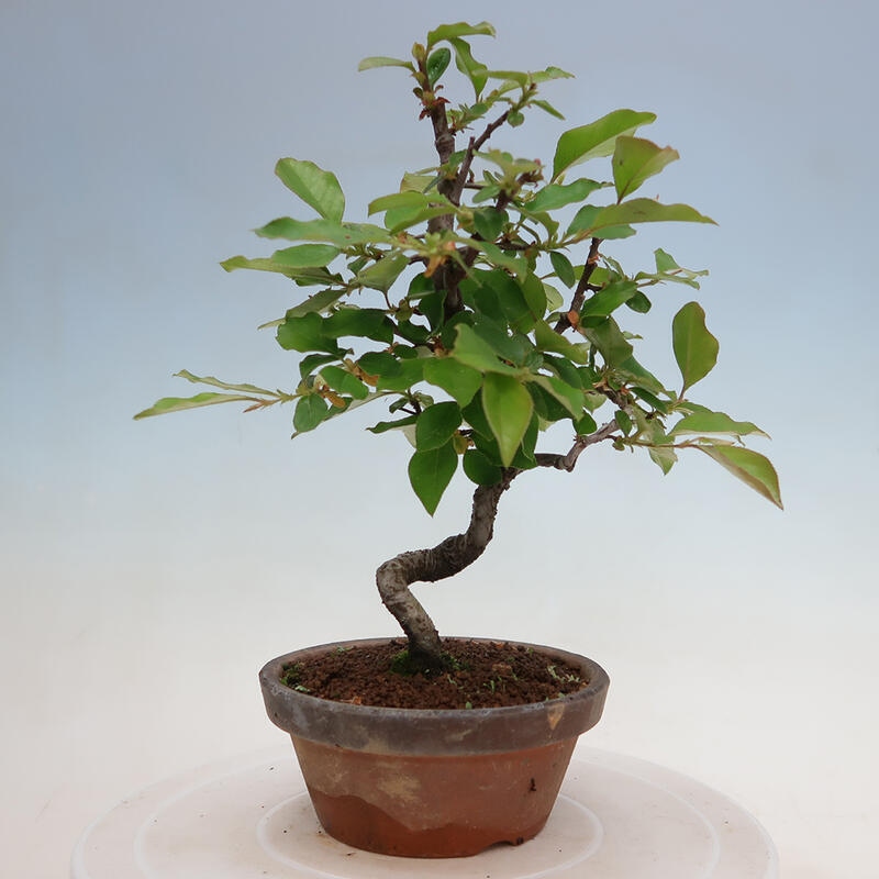 Outdoor bonsai - Pseudocydonia sinensis - Chinese quince