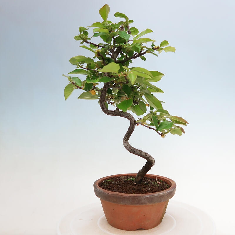 Outdoor bonsai - Pseudocydonia sinensis - Chinese quince