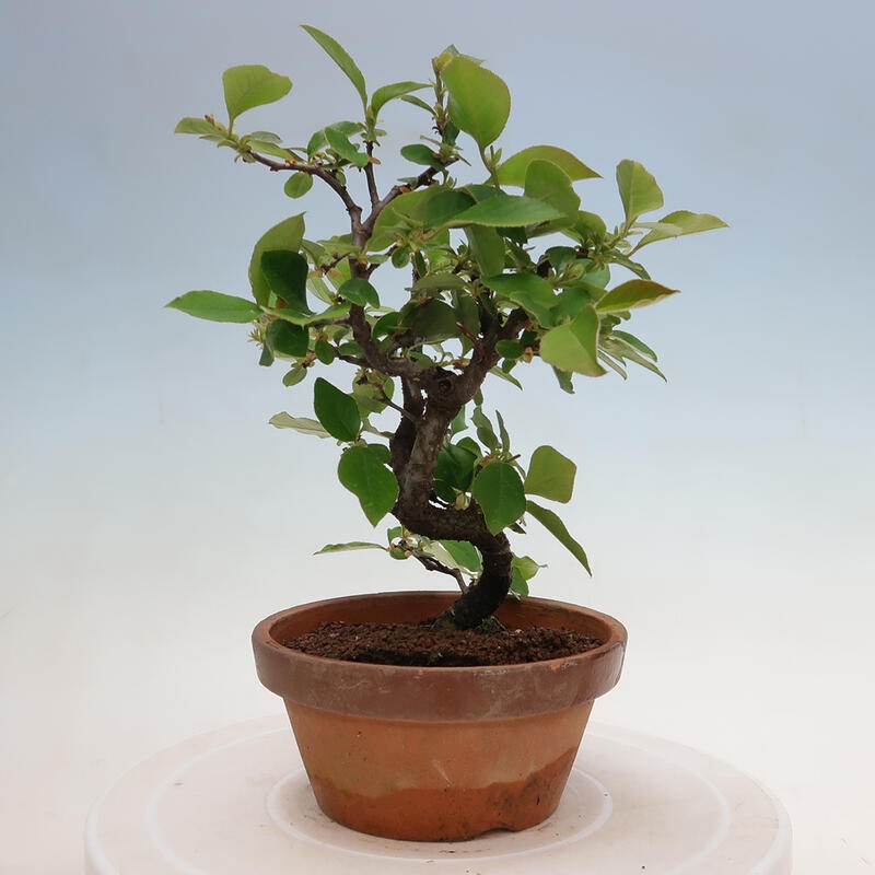 Outdoor bonsai - Pseudocydonia sinensis - Chinese quince