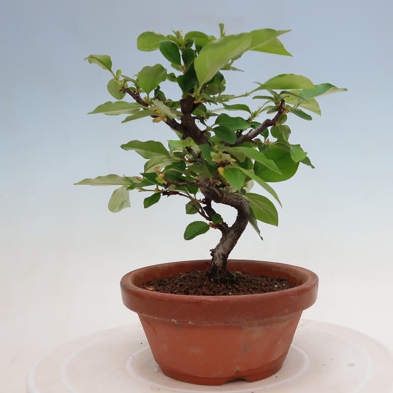 Outdoor bonsai - Pseudocydonia sinensis - Chinese quince