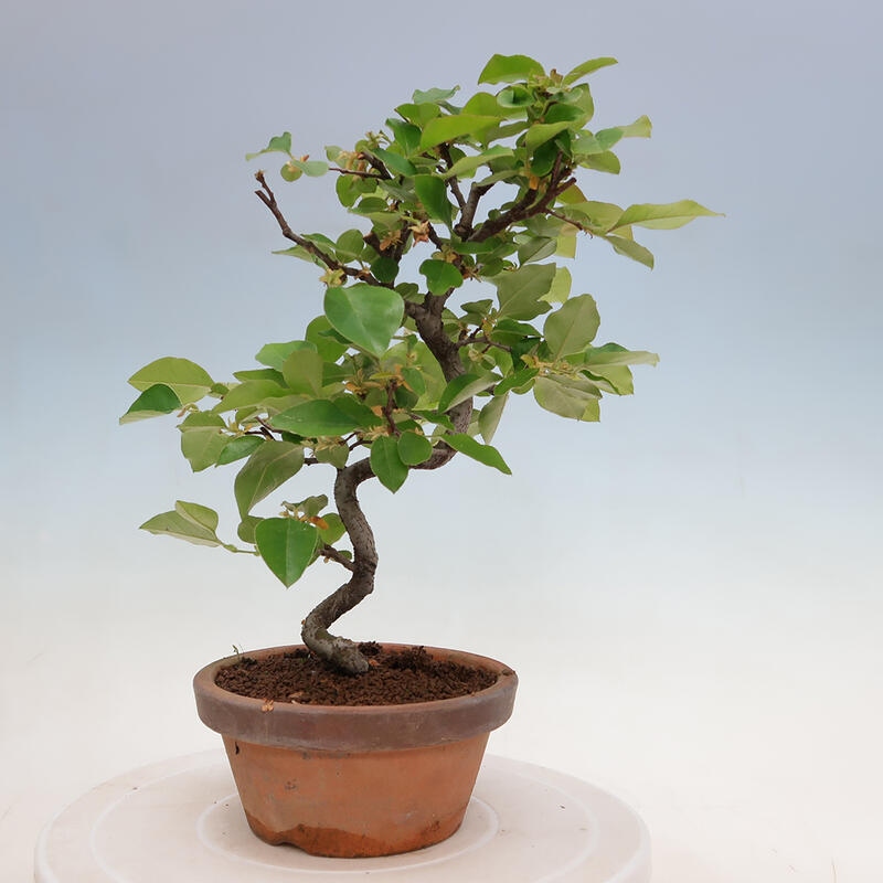 Outdoor bonsai - Pseudocydonia sinensis - Chinese quince