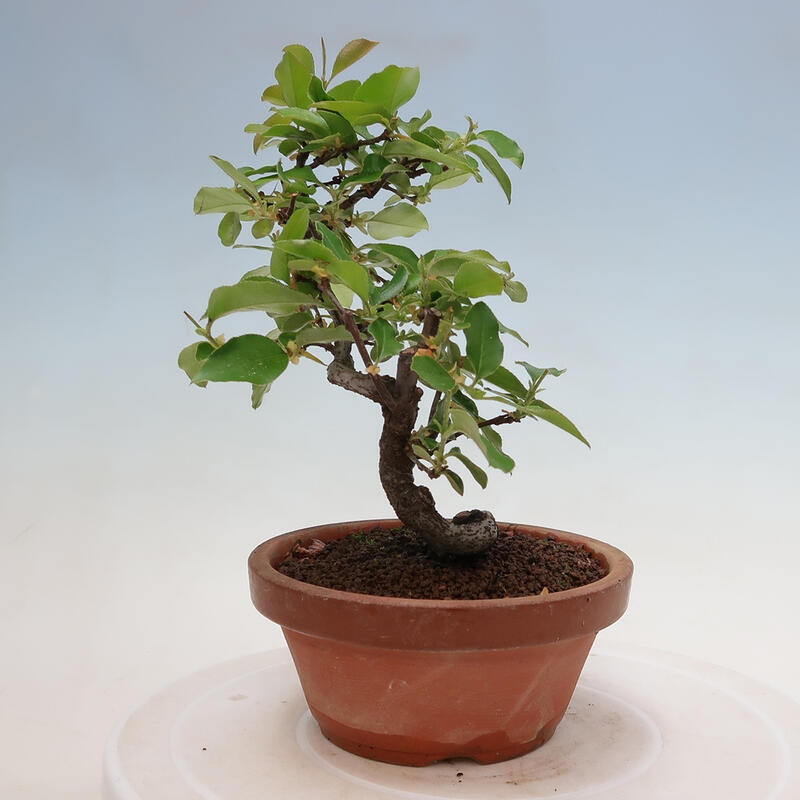 Outdoor bonsai - Pseudocydonia sinensis - Chinese quince