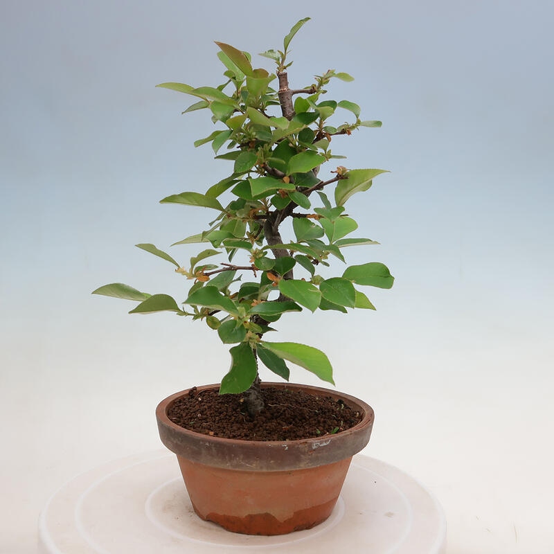 Outdoor bonsai - Pseudocydonia sinensis - Chinese quince