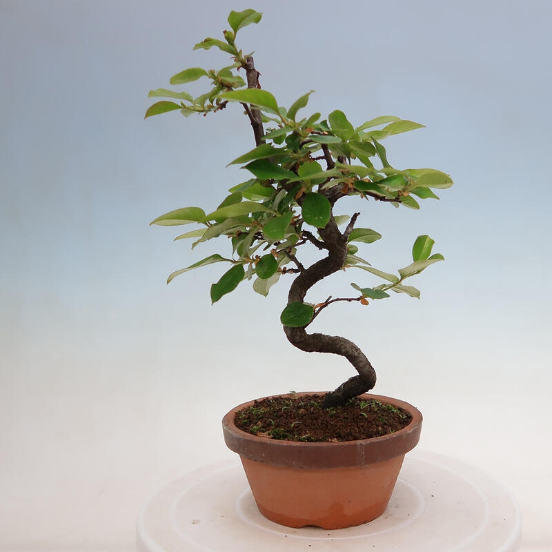 Outdoor bonsai - Pseudocydonia sinensis - Chinese quince