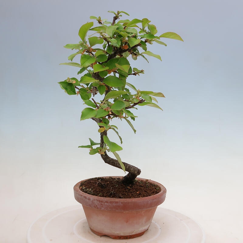 Outdoor bonsai - Pseudocydonia sinensis - Chinese quince