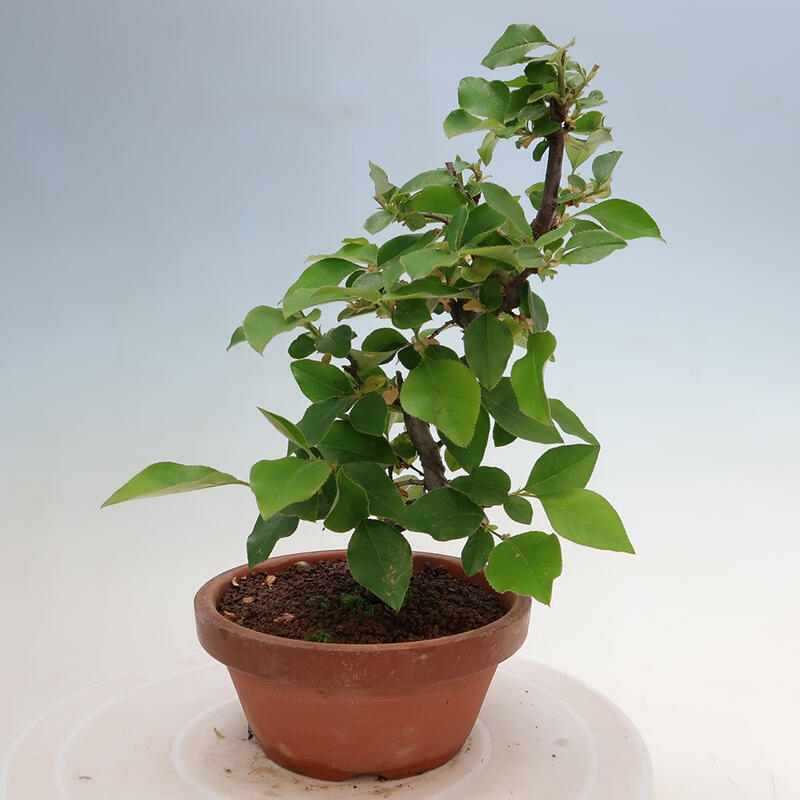 Outdoor bonsai - Pseudocydonia sinensis - Chinese quince