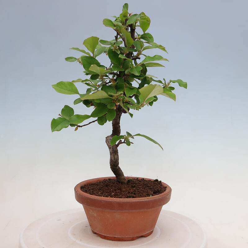 Outdoor bonsai - Pseudocydonia sinensis - Chinese quince