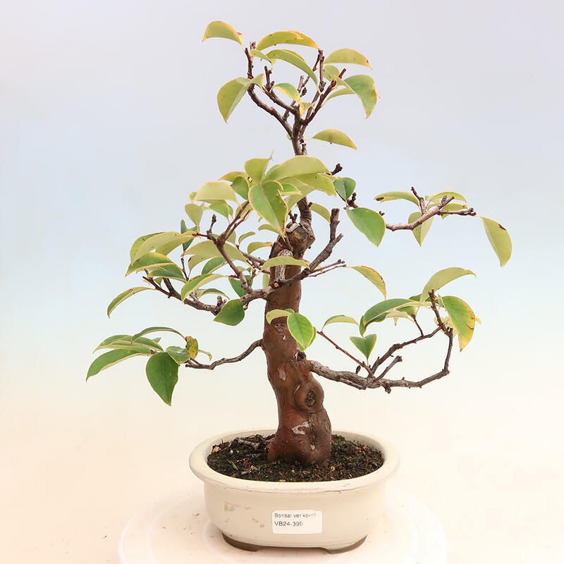 Outdoor bonsai - Pseudocydonia sinensis - Chinese quince