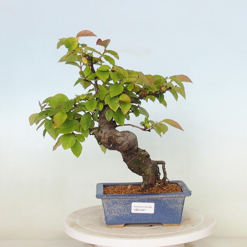 Outdoor bonsai - Pseudocydonia sinensis - Chinese quince