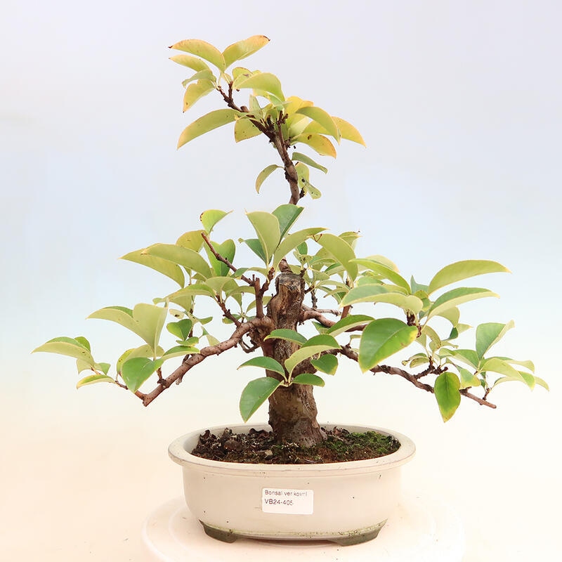 Outdoor bonsai - Pseudocydonia sinensis - Chinese quince